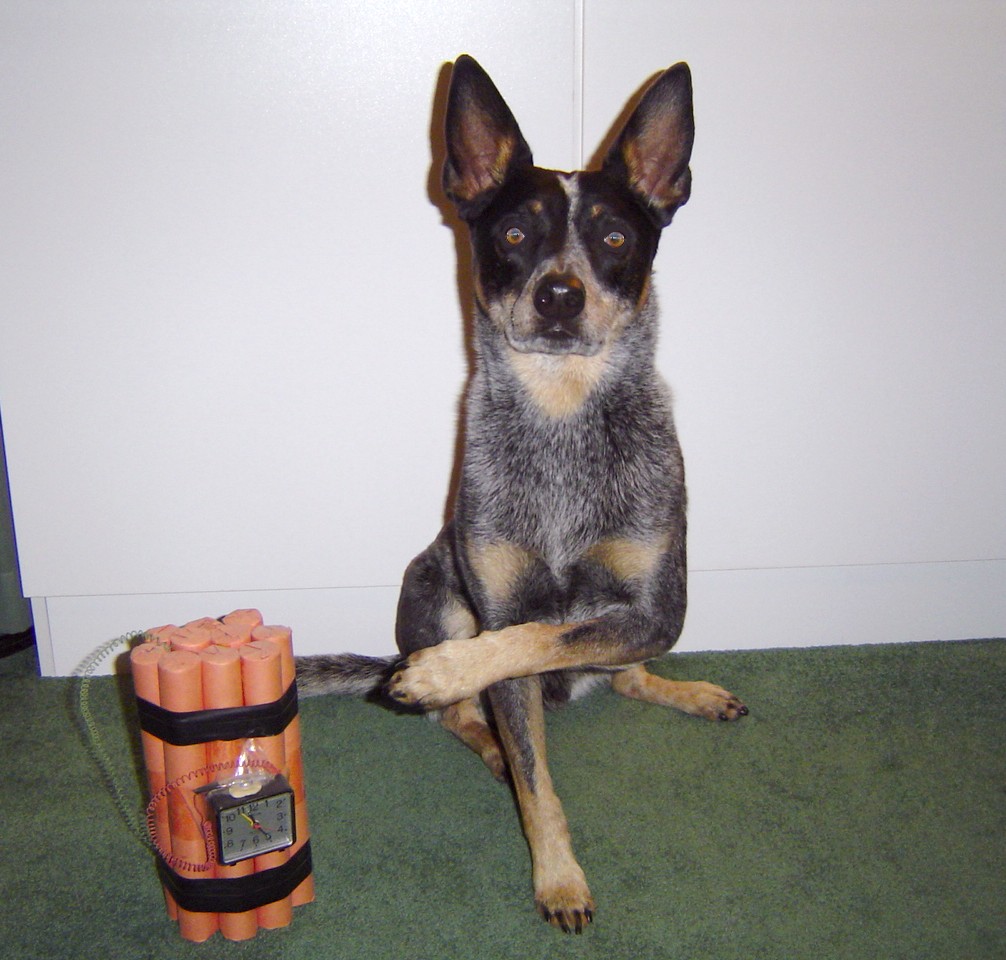 bomb dogs coyote activities bomb dogs coyote activities